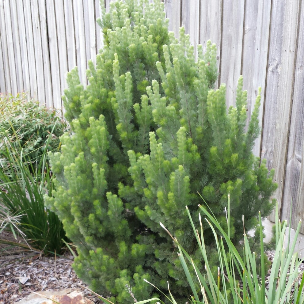 Plant image Adenanthos sericeus