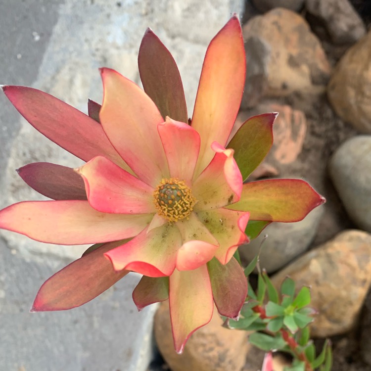 Plant image Leucadendron salignum x discolour 'Sixteen Candles'