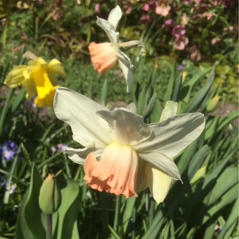 Plant image Narcissus 'Pink Smiles'