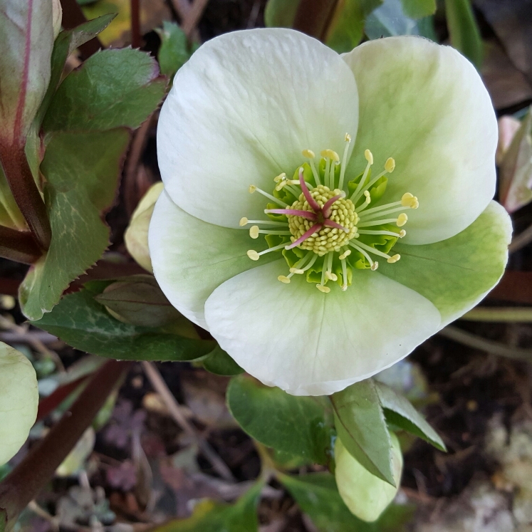 Plant image Helleborus 'Epbrd01' (Frostkiss Series) syn. Helleborus (Rodney Davey Marbled Group) 'Molly's White'