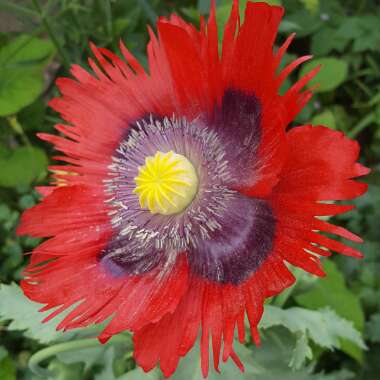 Opium Poppy