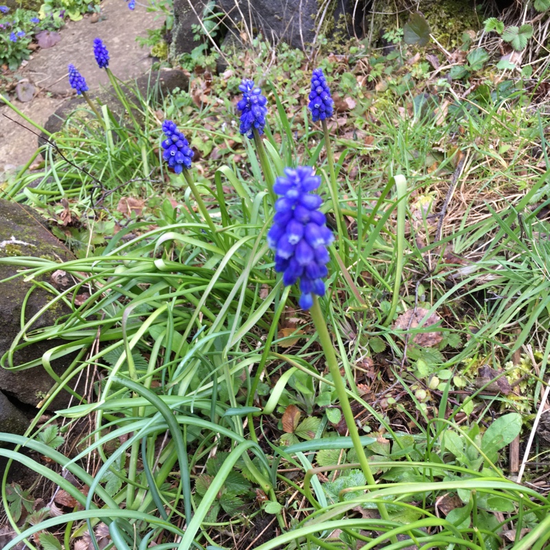 Plant image Pseudomuscari azureum syn. Muscari Azureum