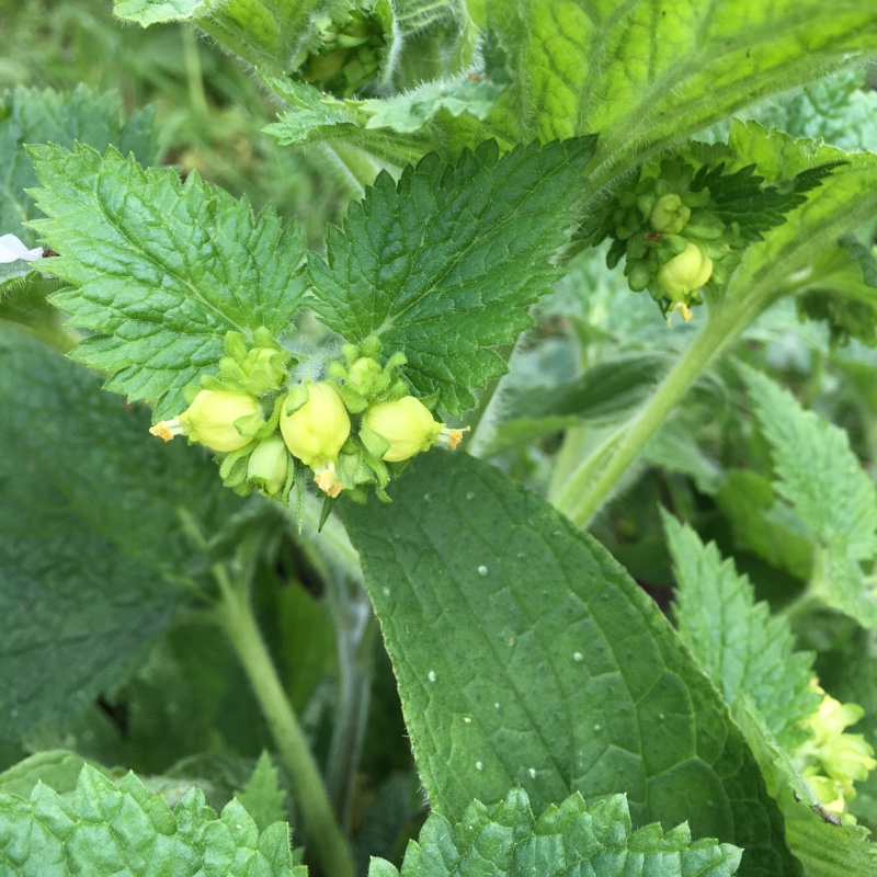 Plant image Lamium galeobdolon