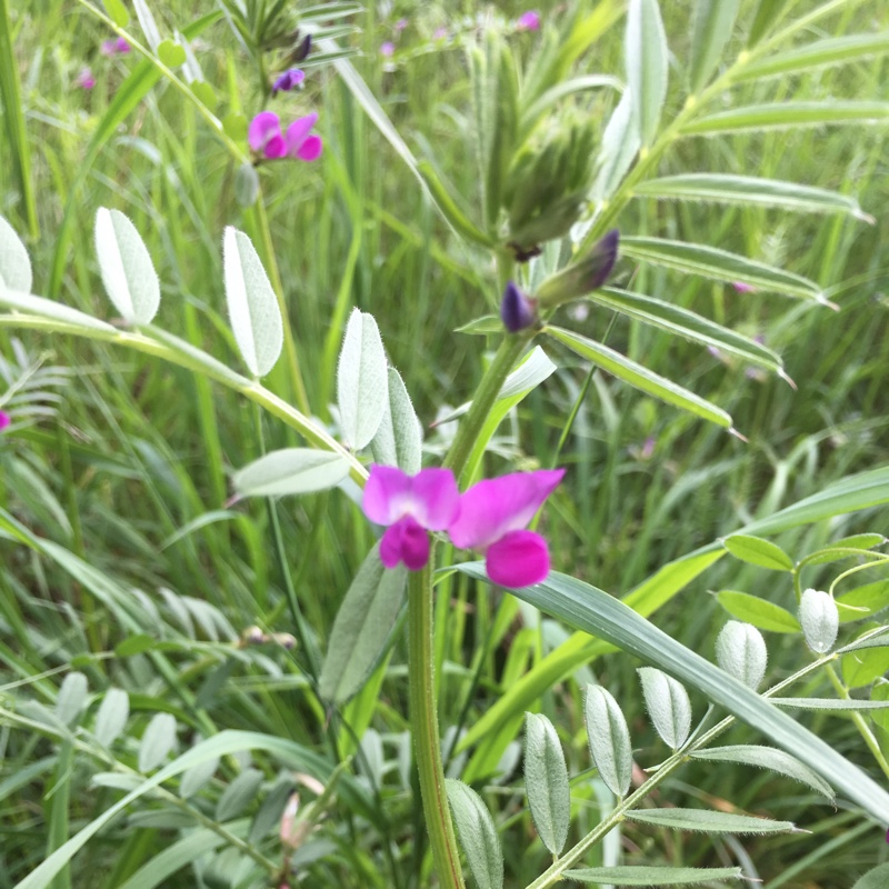 Plant image Vicia sativa syn. Vicia bacla ; Vicia communis ; Vicia glabra ; Vicia nemoralis