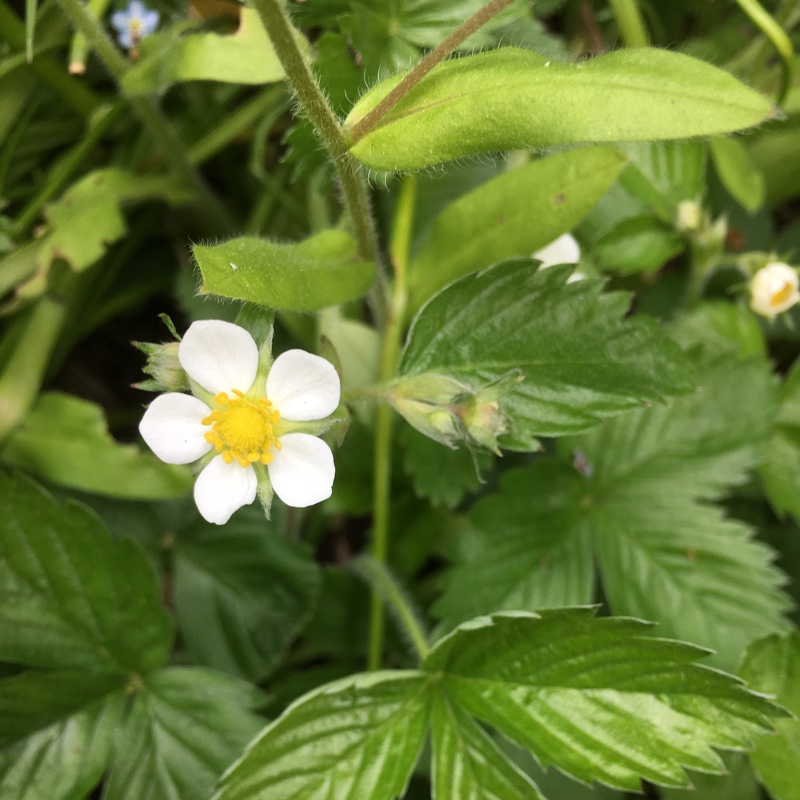 Plant image Fragaria vesca 'White Soul'