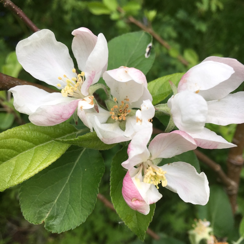 Malus domestica 'Laxton's Superb'