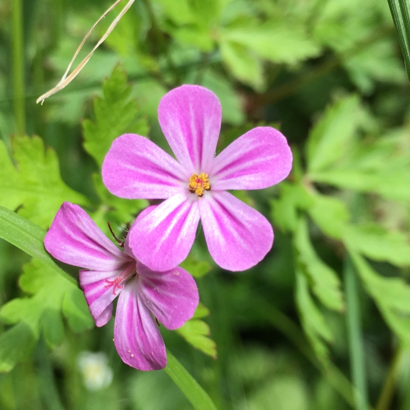 Geranium 'Sange Elke'