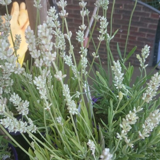 Plant image Lavandula angustifolia 'Hidcote Pink'