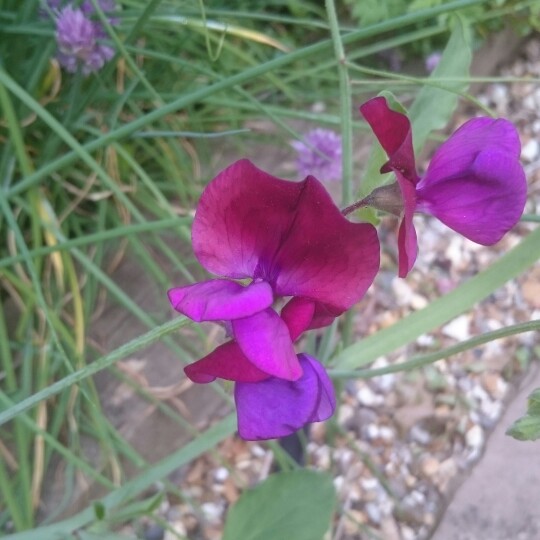 Plant image Lathyrus Odoratus 'Winter Sunshine' (Opal)