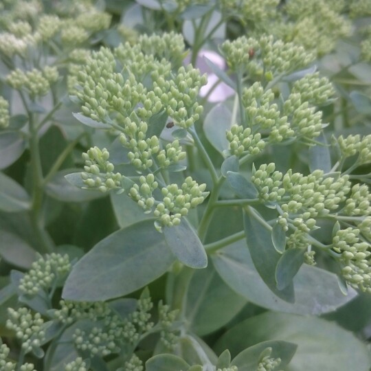 Plant image Hylotelephium Munstead Red