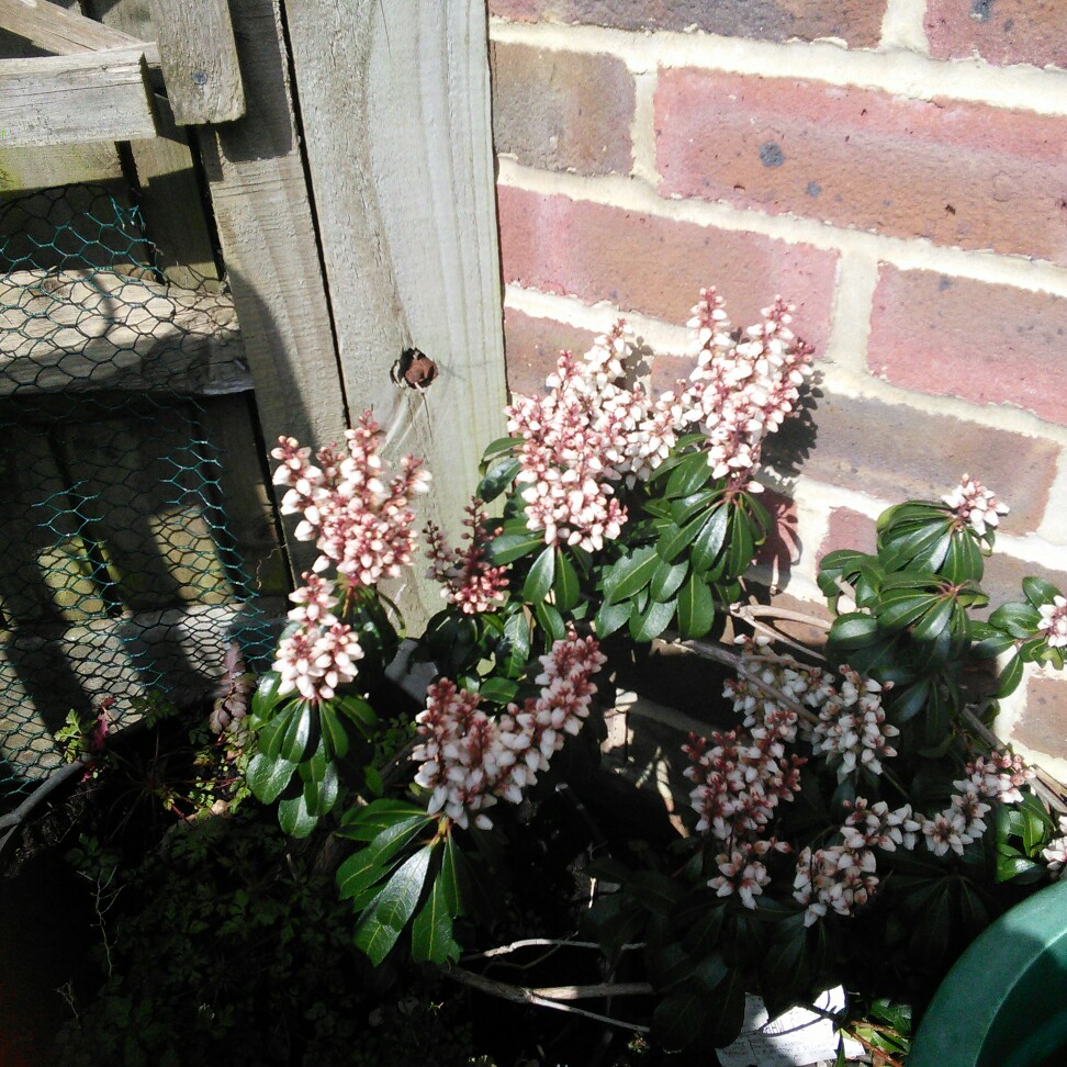 plant image 30601