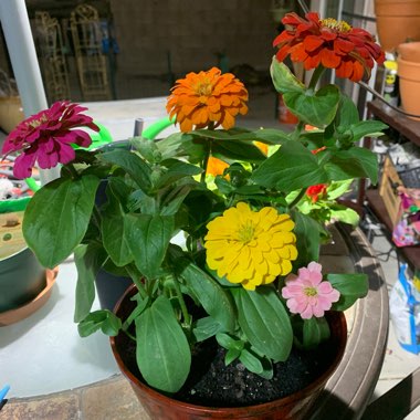 Zinnia elegans 'Magellan Coral' (Magellan Series)