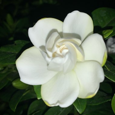 Gardenia