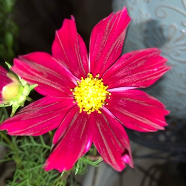 Cosmos bipinnatus 'Dazzler'