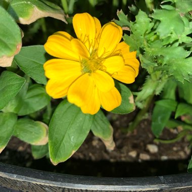 Zinnia elegans 'Magellan Coral' (Magellan Series)