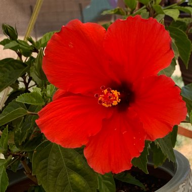 Hibiscus rosa-sinensis 'Santana'