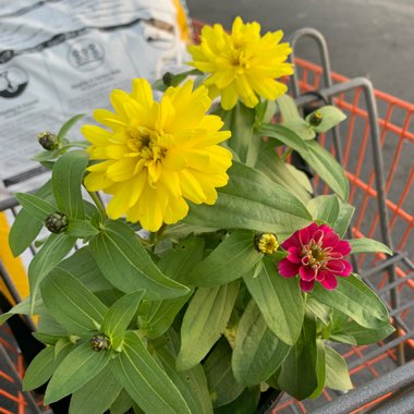 Zinnia elegans 'Magellan Coral' (Magellan Series)