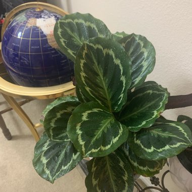 Calathea roseopicta 'Medallion'