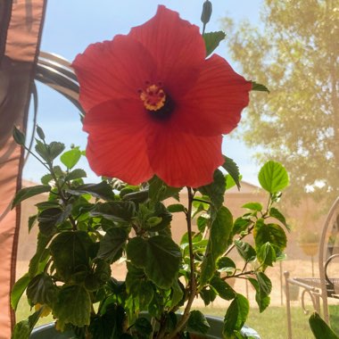 Hibiscus rosa-sinensis 'Santana'