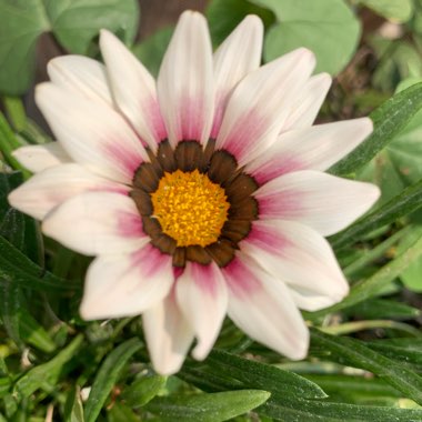 Gazania