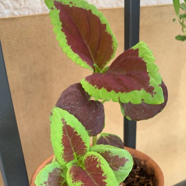 Solenostemon scutellarioides  syn. Plectranthus scutellarioides, Coleus scutellarioides, Coleus blumei