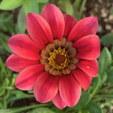 Gazania