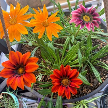 Gazania