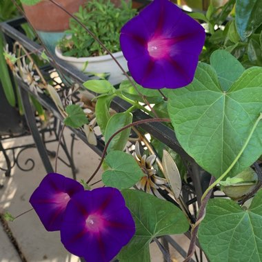 Ipomoea purpurea 'Grandpa Ott'