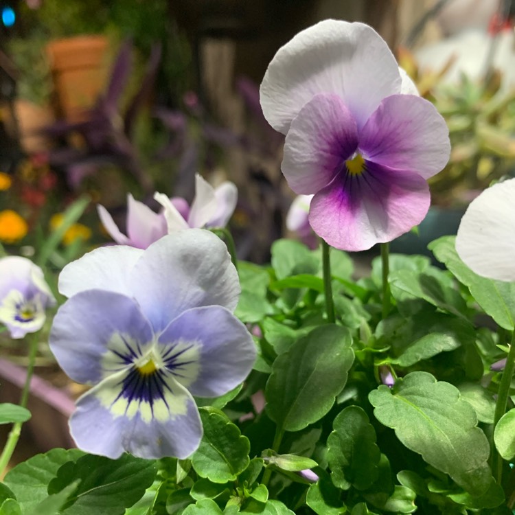 Plant image Viola cornuta 'Rocky Mickey'