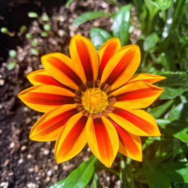 Gazania