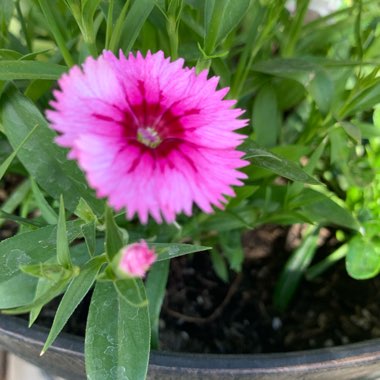 Dianthus chinensis 'Floral Lace Picotee'