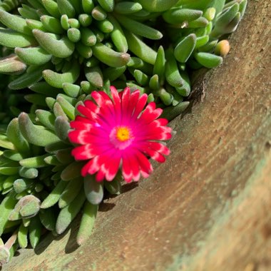 Delosperma cooperi 'Jewel of Desert Garnet' (Jewel of Desert Series)