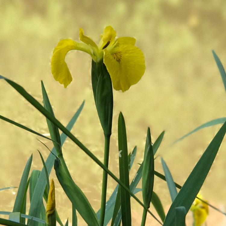 Plant image Iris x hollandica 'Royal Yellow'