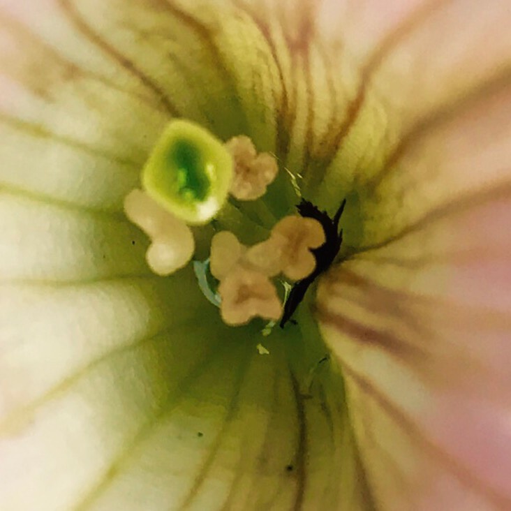 Plant image Petunia 'PAS504993' (Shock Wave Series) syn. Petunia 'Pink Vein'