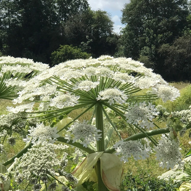 Plant image Heracleum mantegazzianum