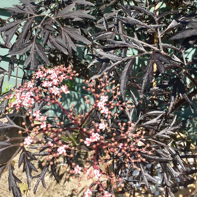 Plant image Acer Palmatum 'Black Lace'