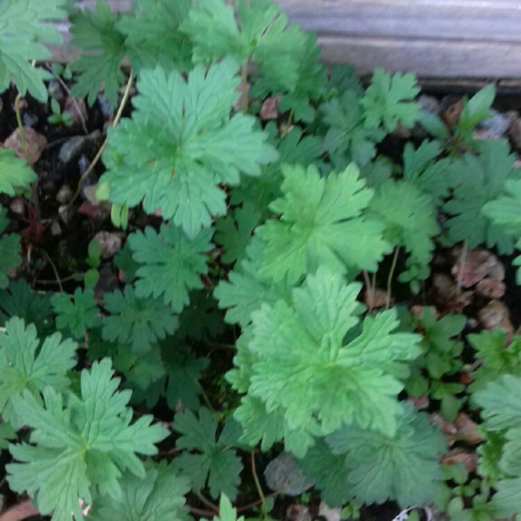 Plant image Geranium himalayense  syn. Geranium grandiflorum