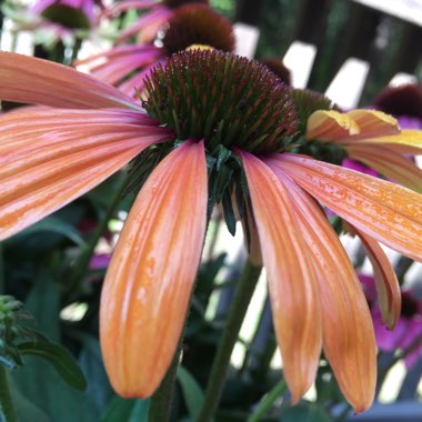 Coneflower 'Cheyenne Spirit' (Orange)