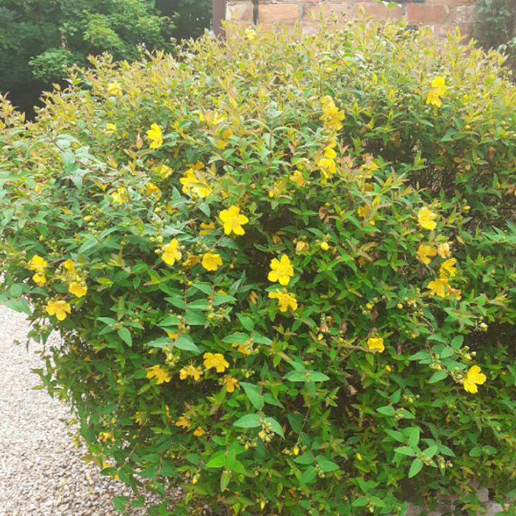 Plant image Potentilla fruticosa