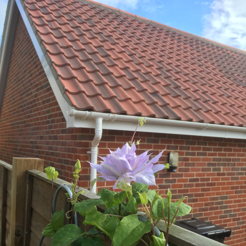 Plant image Clematis 'Belle Of Woking'