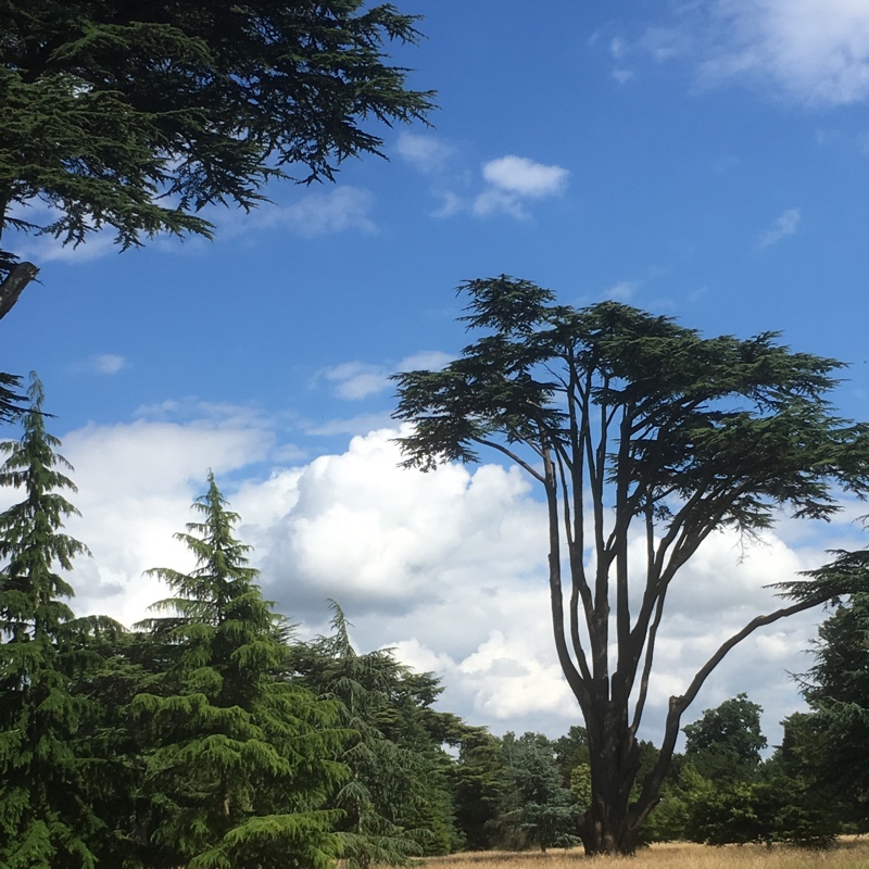 Plant image Cedrus atlantica glauca