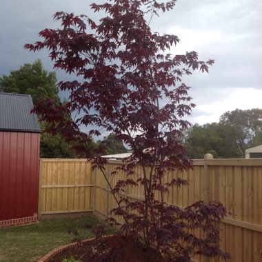 Acer palmatum 'Bloodgood'