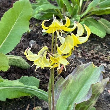 Dogtooth Violet