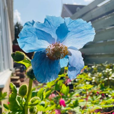 Himalayan Poppy