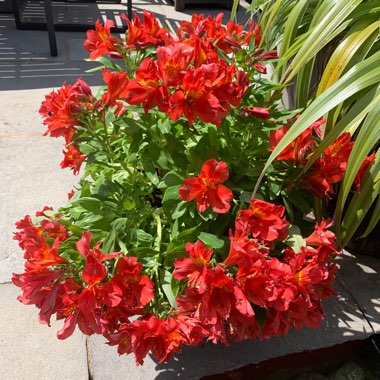 Peruvian Lily 'Princess Eliane'