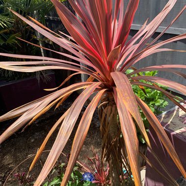 Cabbage Tree 'Red Star'