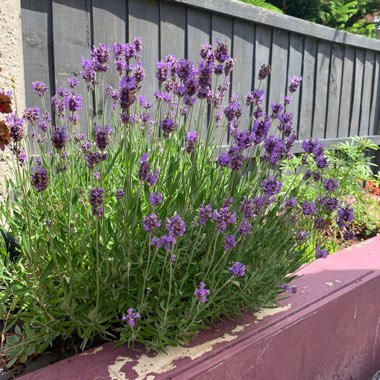 Lavender 'Hidcote'