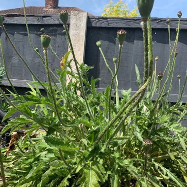 Oriental Poppy 'Carneum'