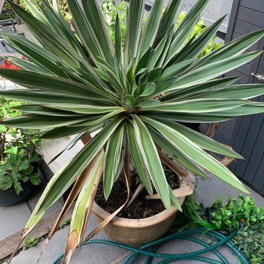 Yucca