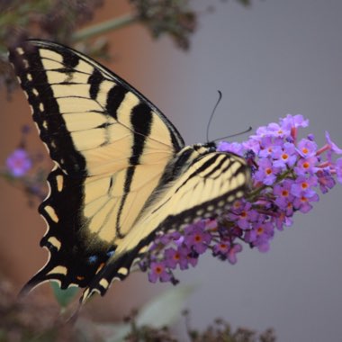 Buddleja